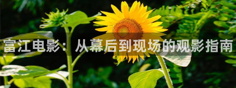 奇优影视手机免费观看
